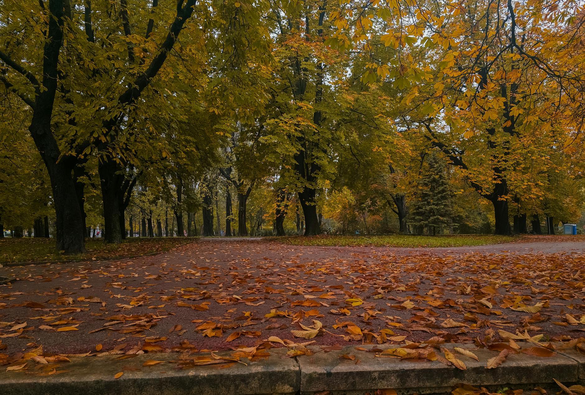 Geneva in autumn — fall foliage and cultural events