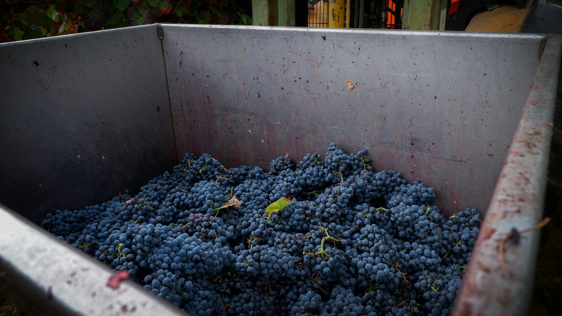 Geneva autumn wine harvest — vineyard experiences near the city