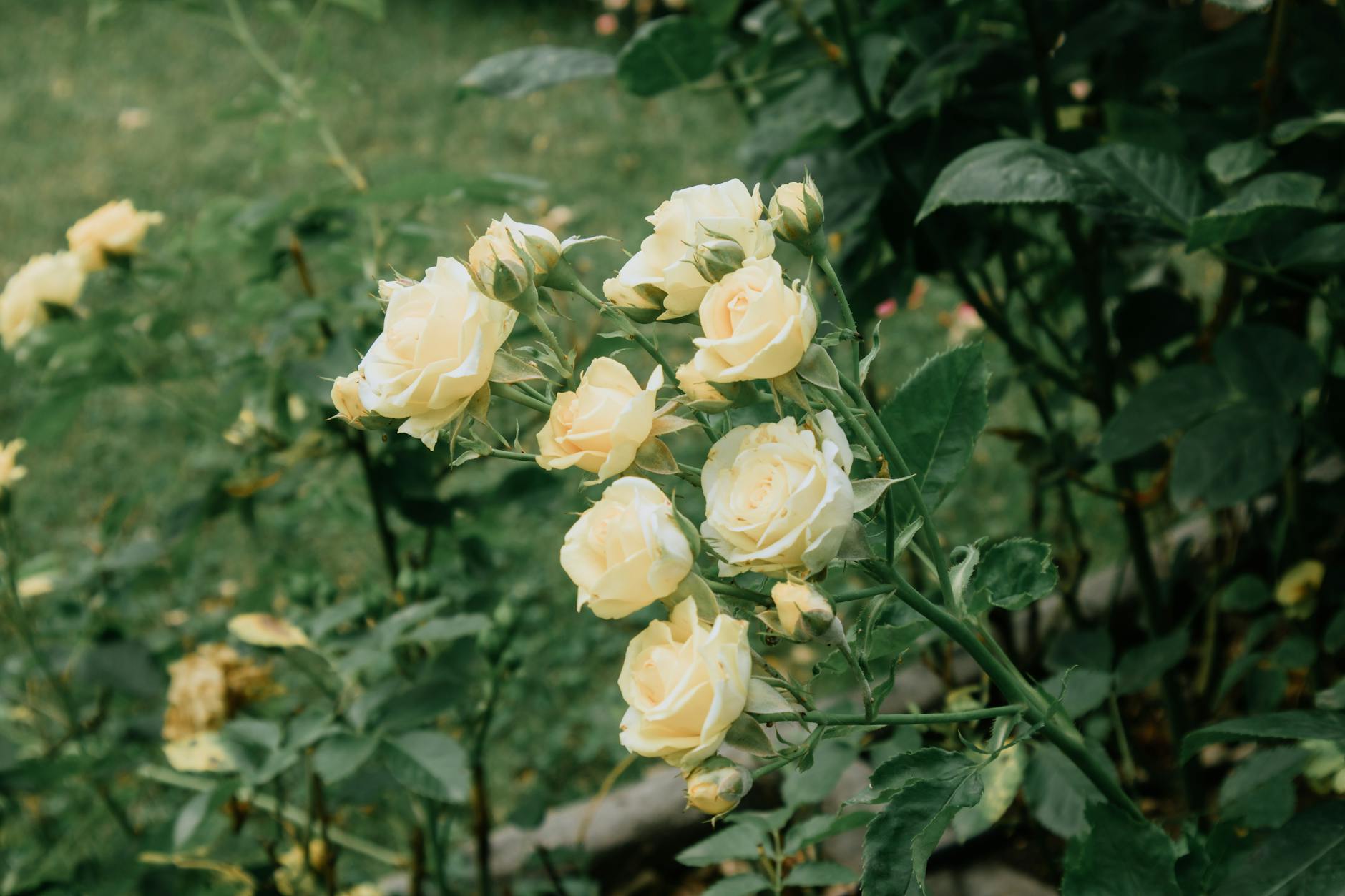 Geneva Botanical Gardens — free entry all year round