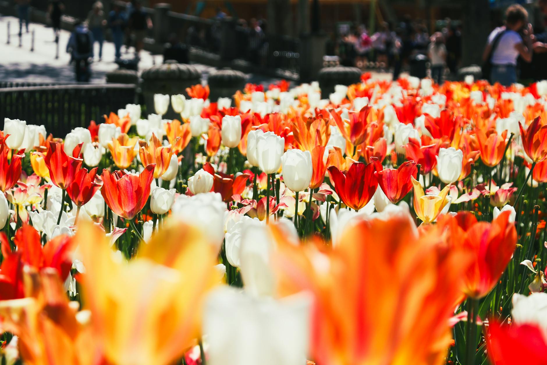 Geneva in spring — blooming gardens and mild weather