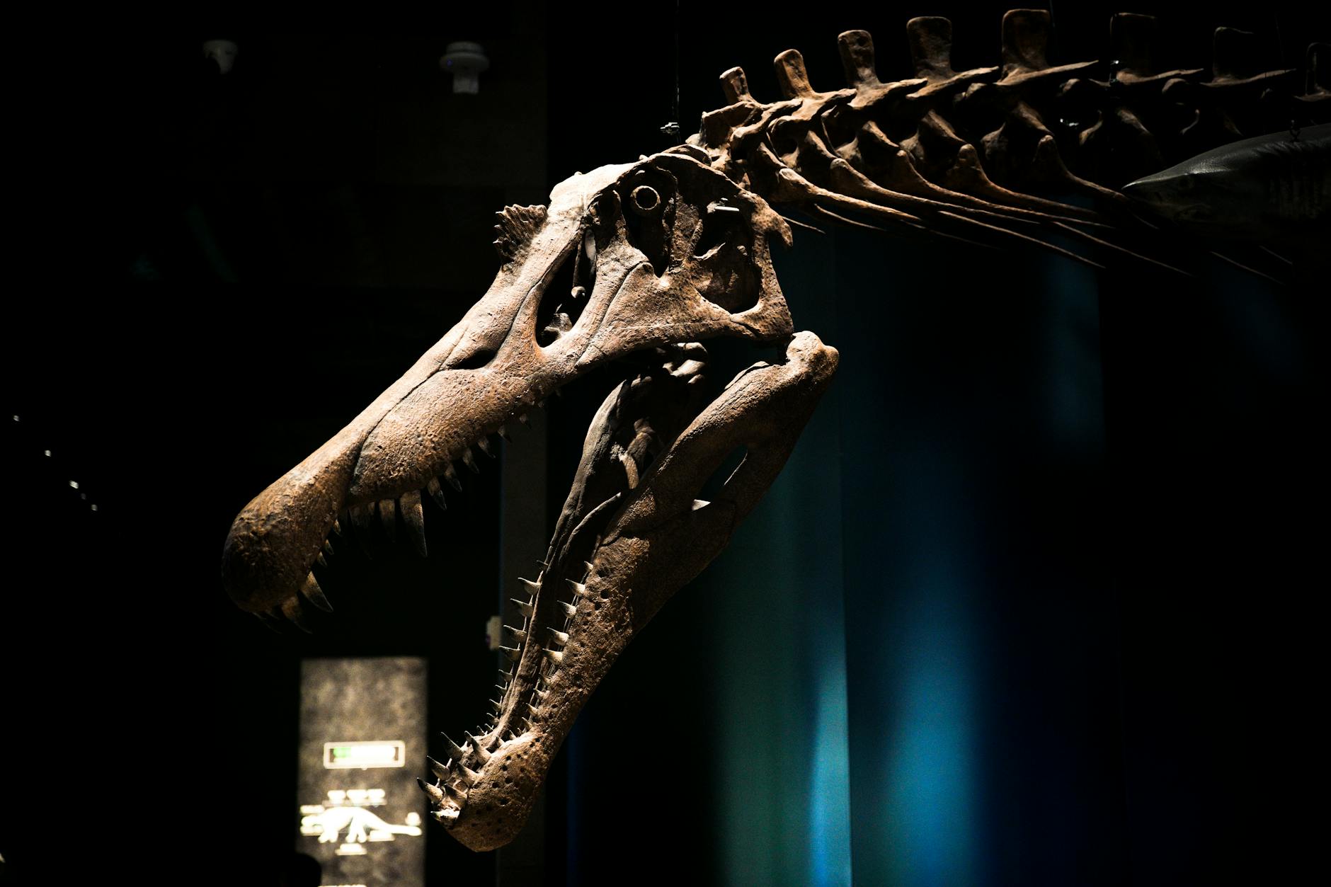 Natural History Museum Geneva — dinosaur exhibits and wildlife displays