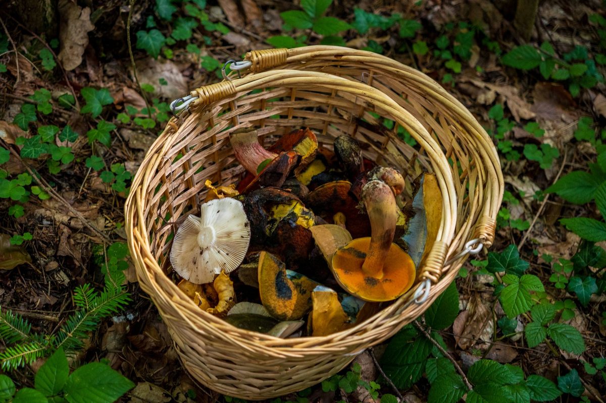 Wild mushrooms gathered while foraging in a forest near Geneva in autumn