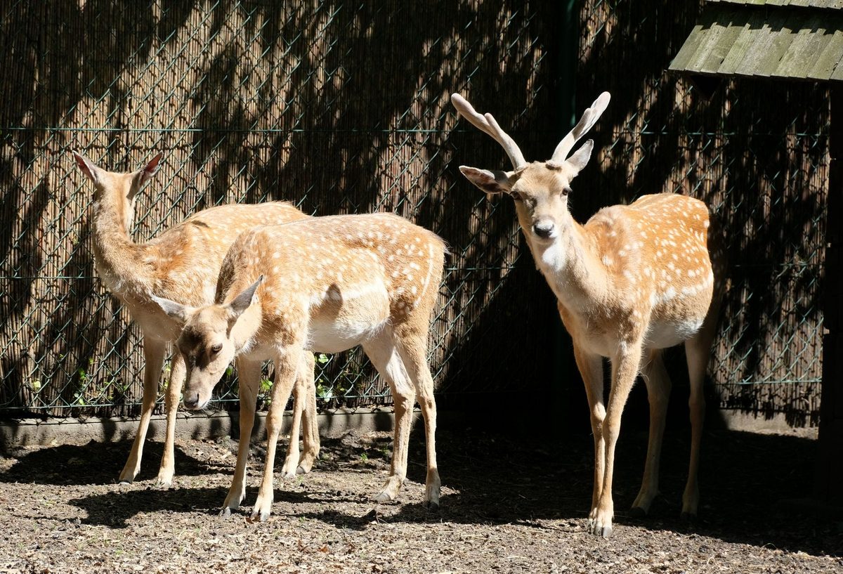 Children watching deer at a Geneva park such as the Botanical Garden enclosure