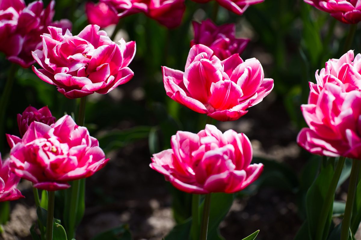 Tulips flowering at the Geneva Botanical Garden in April