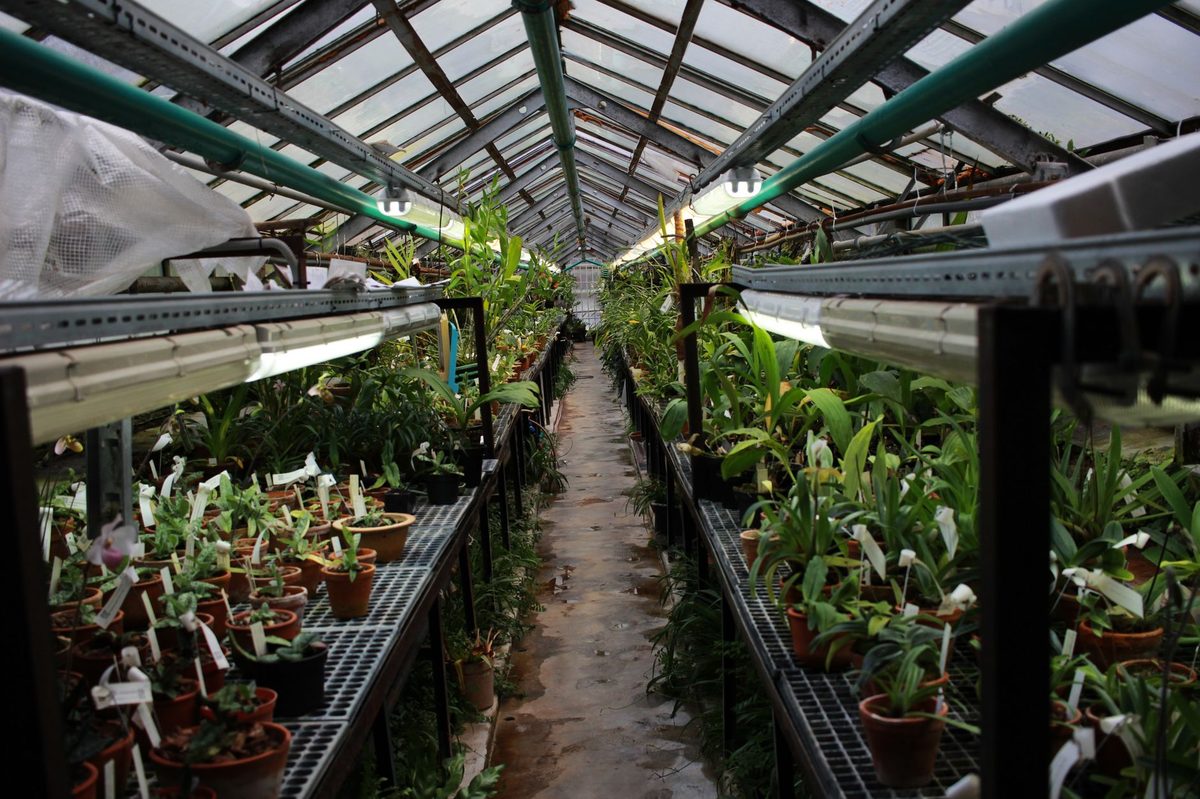 Geneva Botanical Gardens greenhouse, a natural-science alternative near the museum