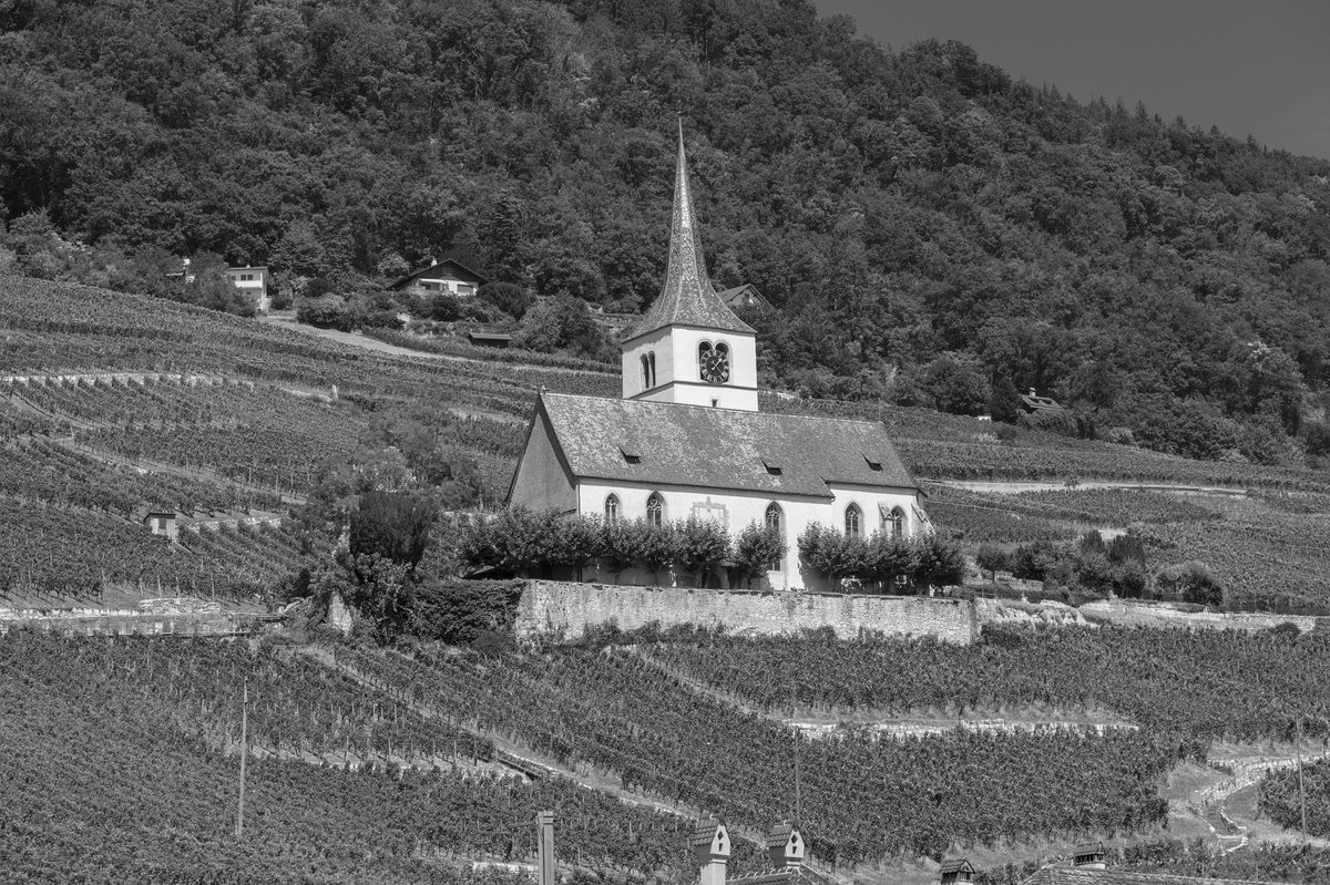 A glass of Chasselas white wine, the Geneva signature grape