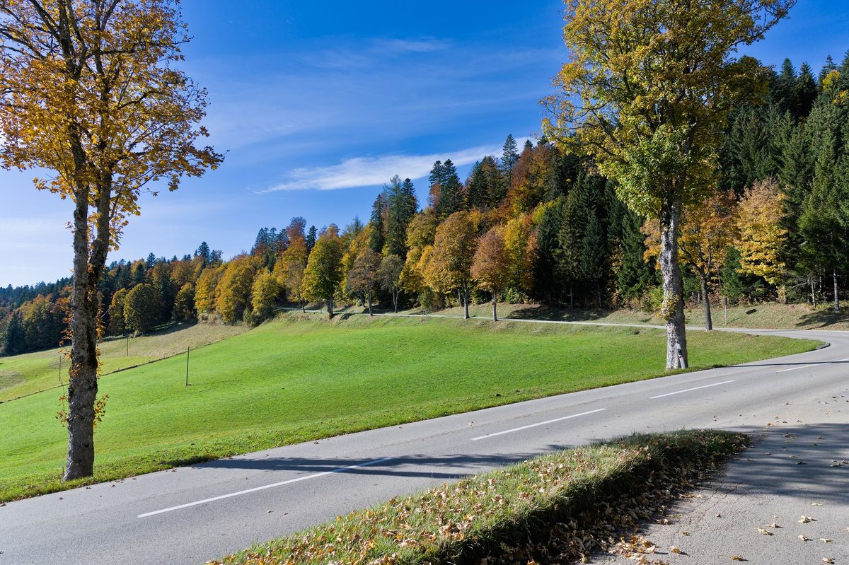 Road cyclists climbing in the Jura mountains near Geneva