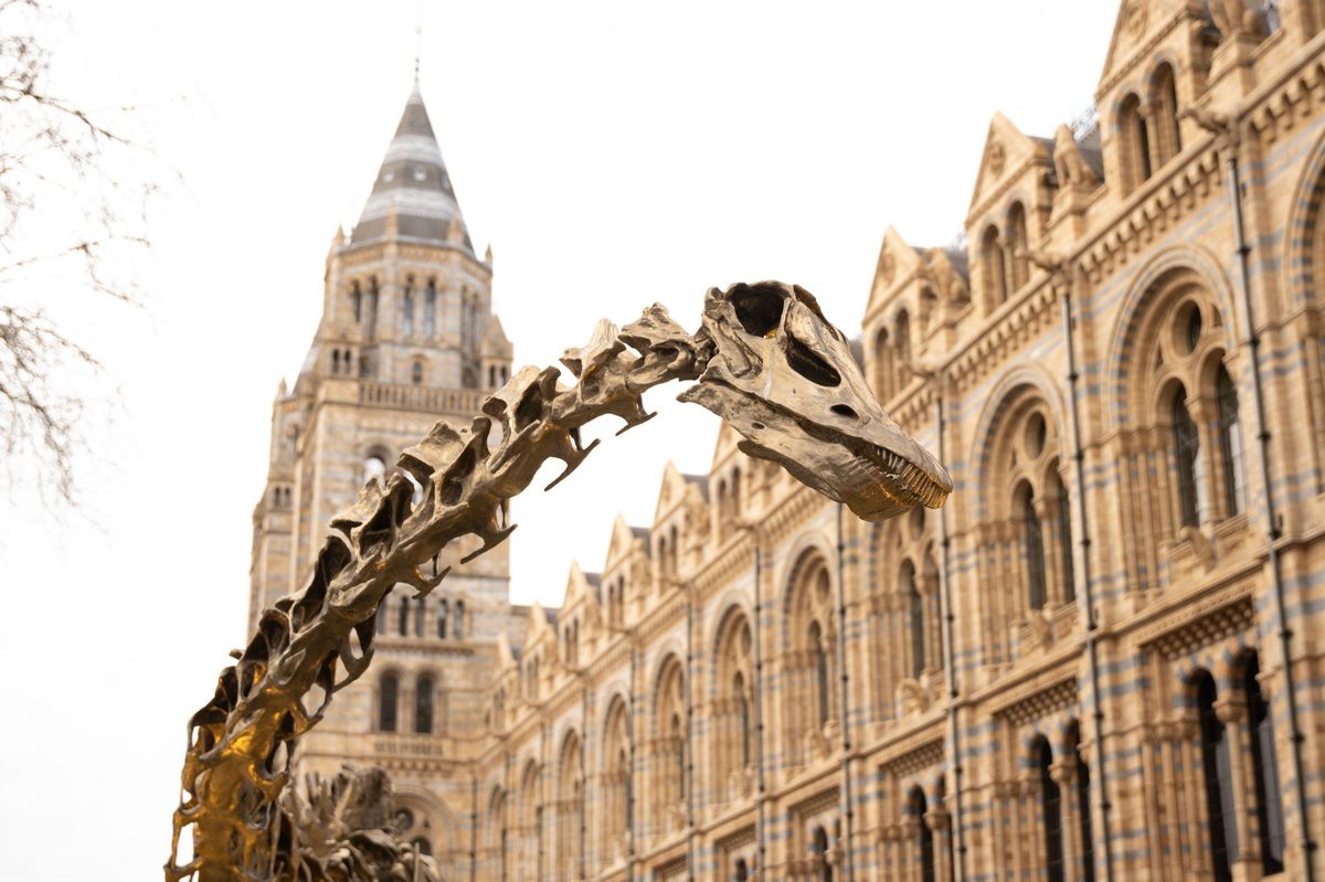 Dinosaur skeleton in a natural history museum like Genevas free Museum d histoire naturelle