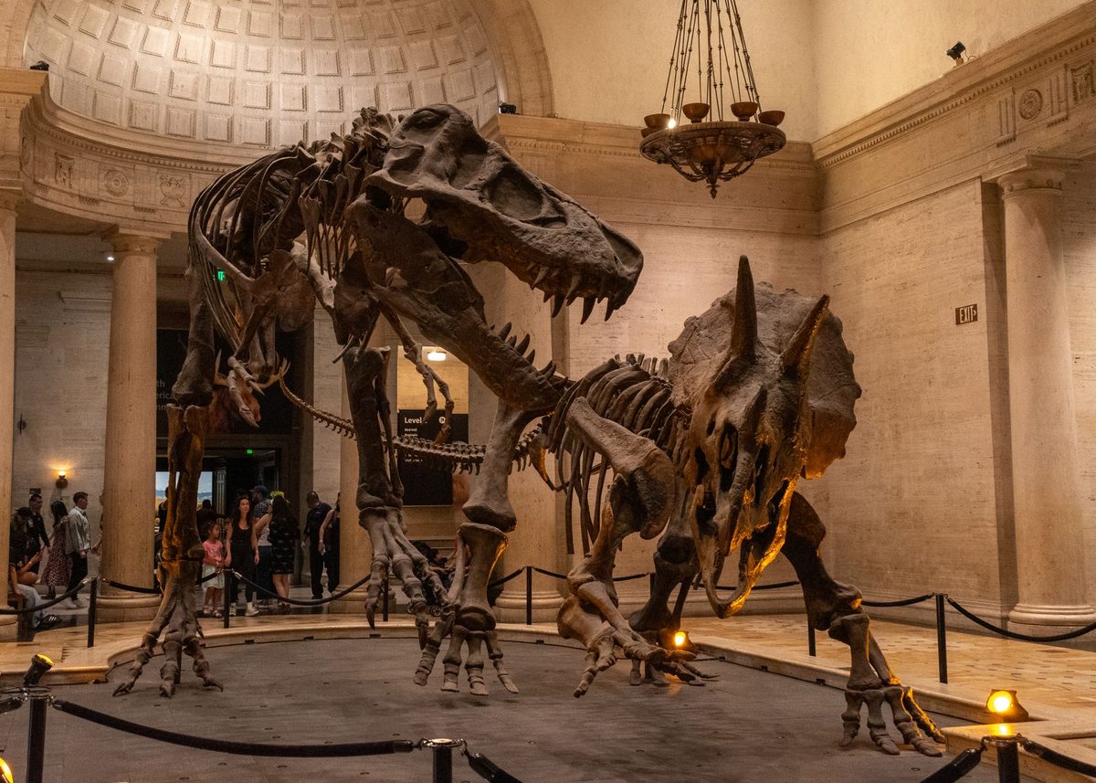 Children looking at dinosaur and animal exhibits in a natural history museum
