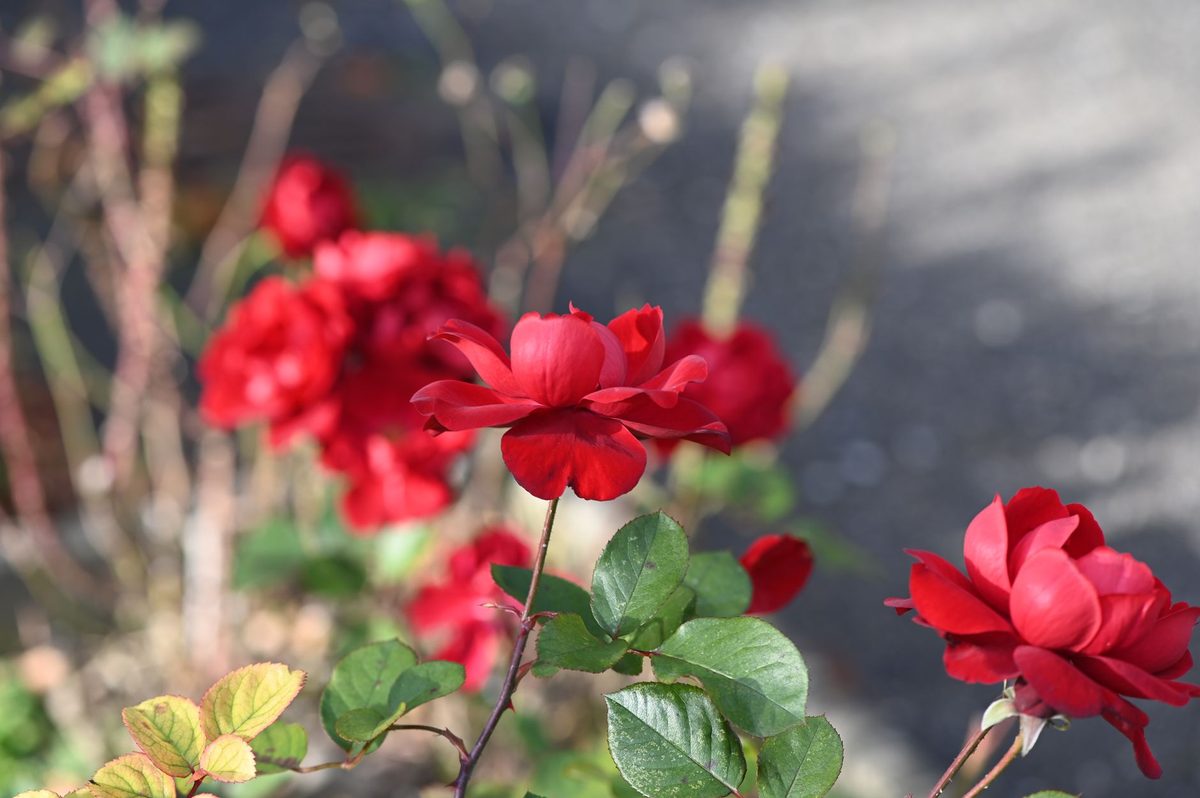 The rose garden at Parc La Grange, a free romantic spot in Geneva
