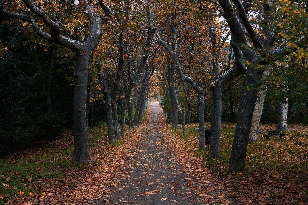 Tree-lined alley in a quiet Geneva park in autumn