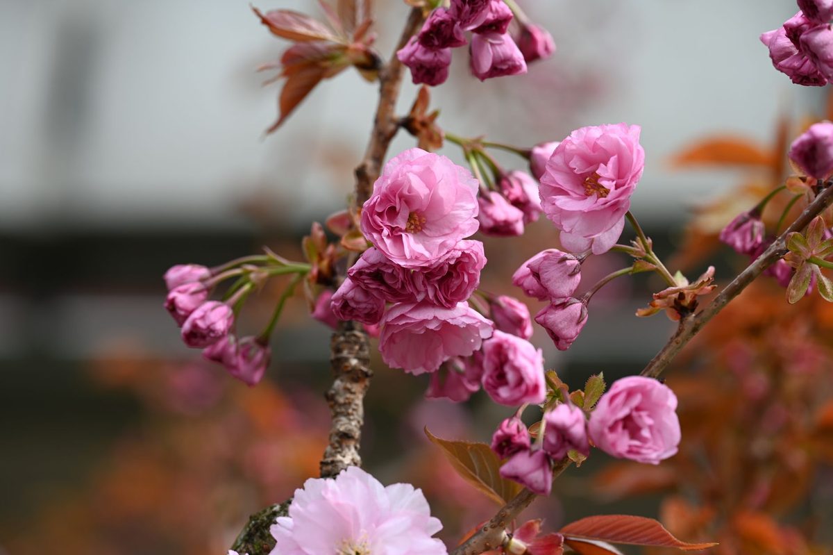 Cherry blossoms in a Swiss spring park, the kind of bloom Geneva sees in March and April