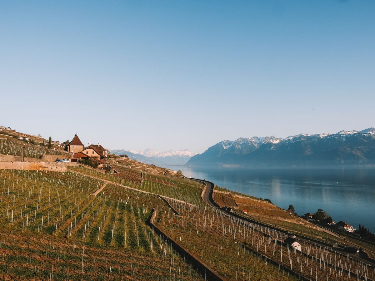 Geneva canton vineyards with budding vines for the Caves Ouvertes in May