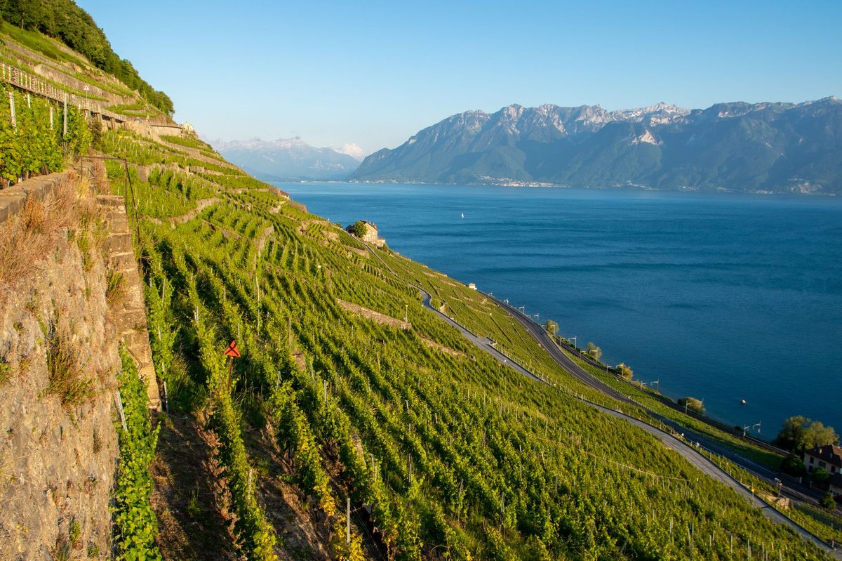 Geneva regional wine and the vineyards that ring the city