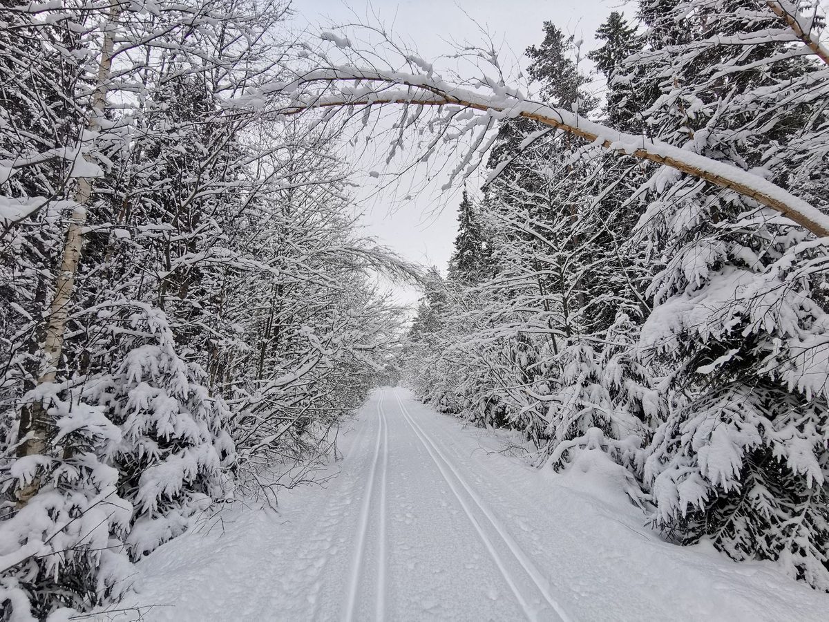 Cross-country skier on Nordic tracks in the Jura near Geneva