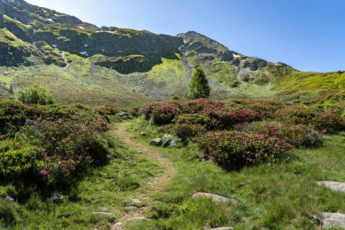 Spring hiking trail with wildflowers on the Mont Saleve plateau near Geneva