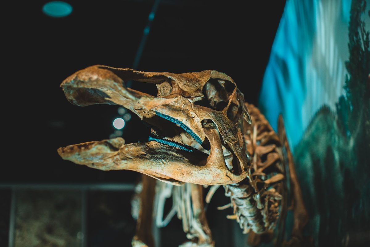 Dinosaur skeleton in a paleontology hall like the Natural History Museum Geneva