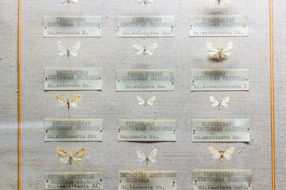 Butterfly and insect collection of the kind held by the Natural History Museum Geneva