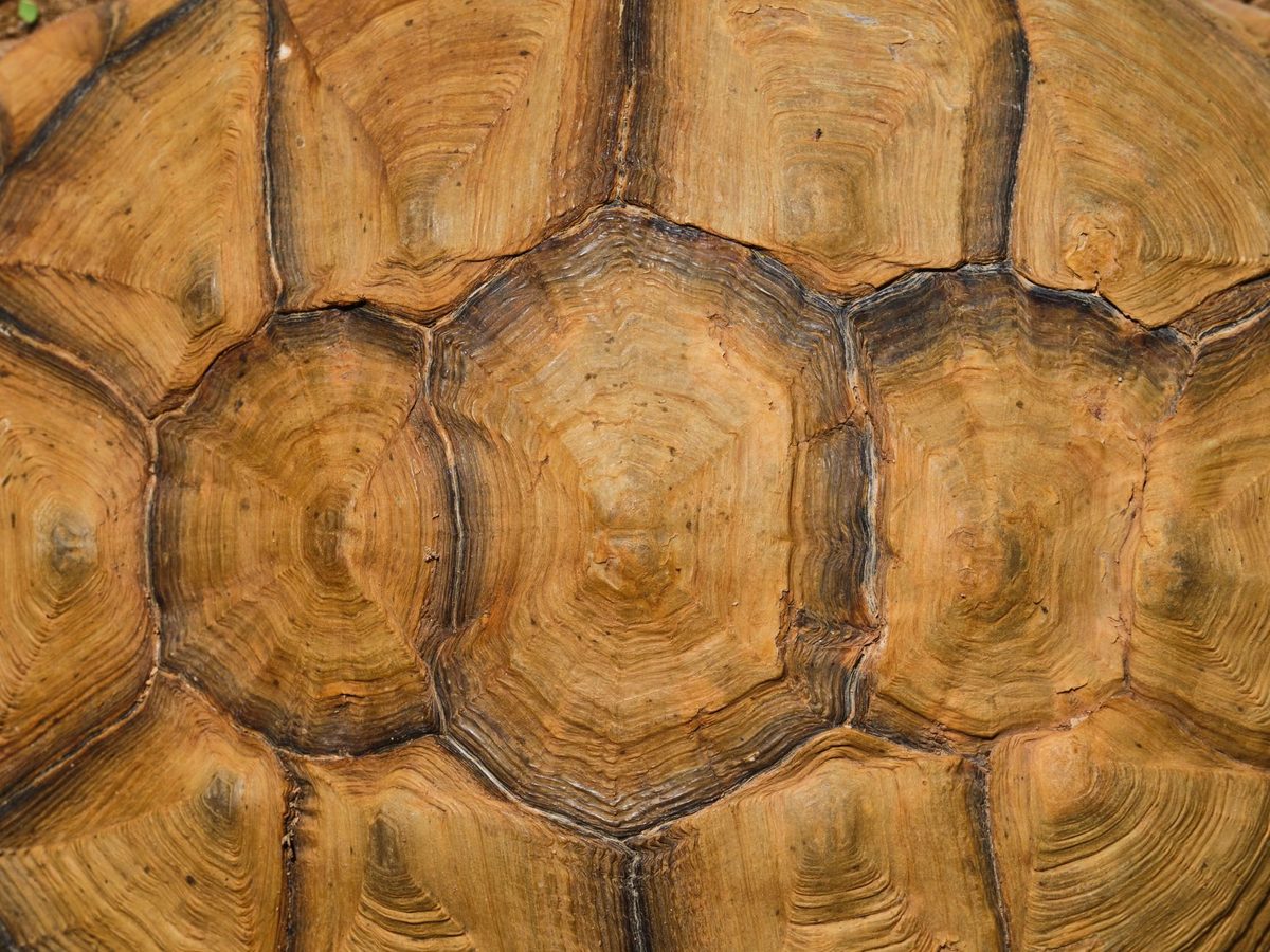 Greek tortoise like Janus the two-headed turtle at the Natural History Museum Geneva