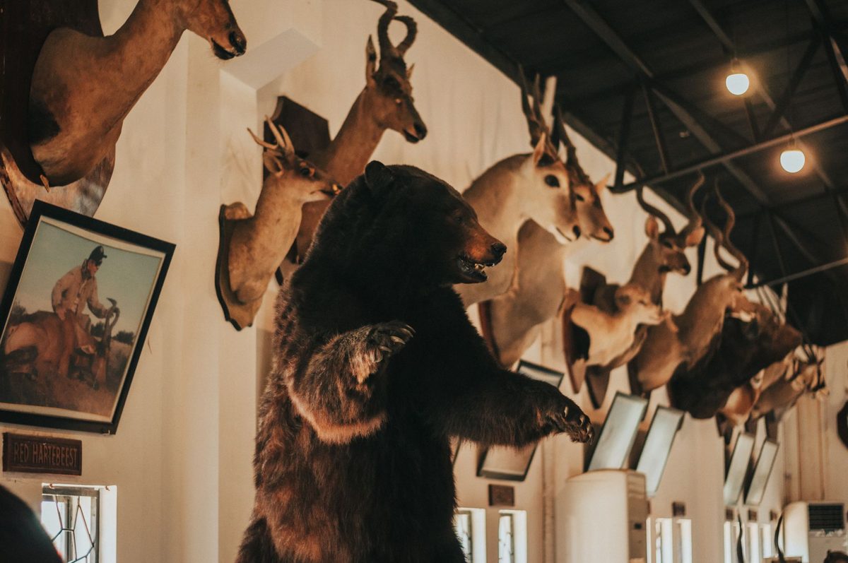 Taxidermy mammal hall like the Natural History Museum Geneva