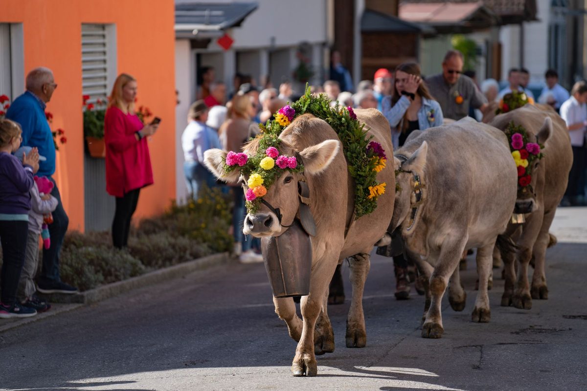 Alpine cows decorated with flowers at the Saint-Cergue Desalpe