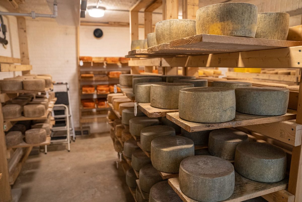 Wheels of Swiss raclette cheese aging, the kind used for Raclette du Valais AOP