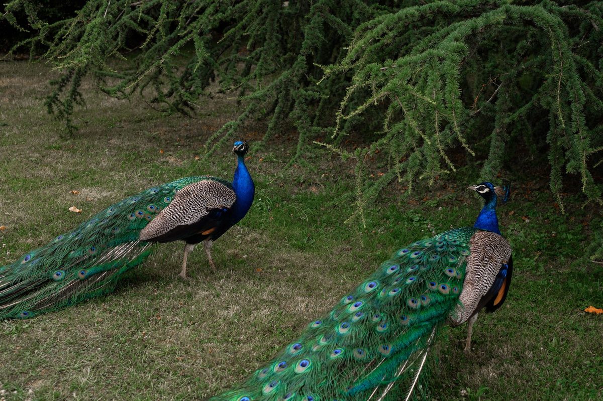 A peacock in parkland like the Ariana Park surrounding the United Nations Geneva