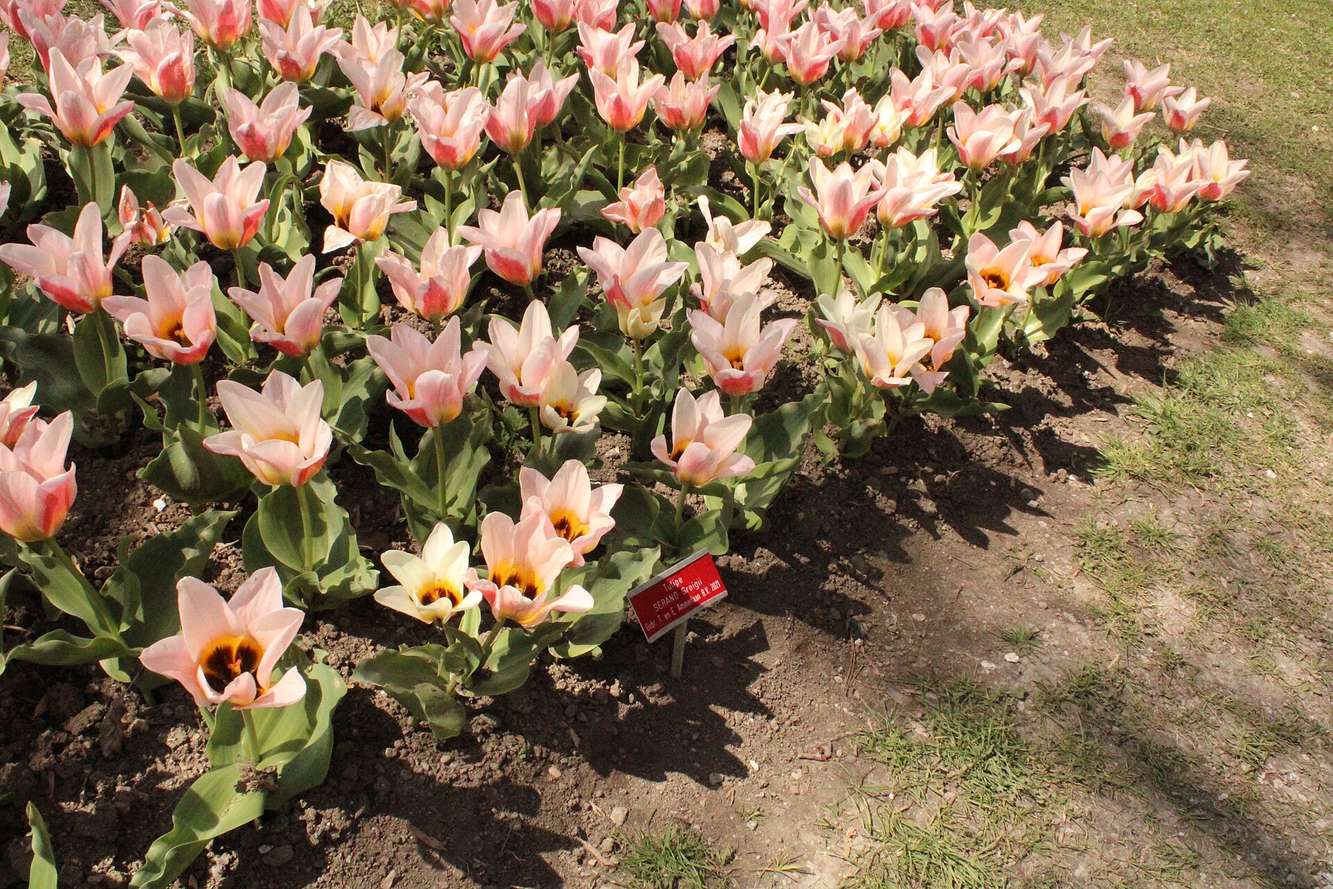 Pink and cream Greigii tulips with dark centres in a flower bed at the Morges tulip festival, with a variety label
