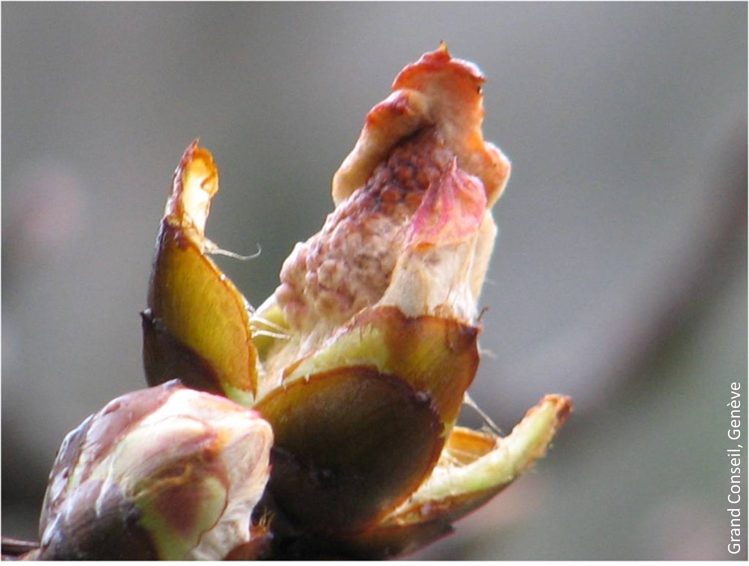 Close-up of a horse chestnut bud splitting open on the official chestnut tree of the Promenade de la Treille