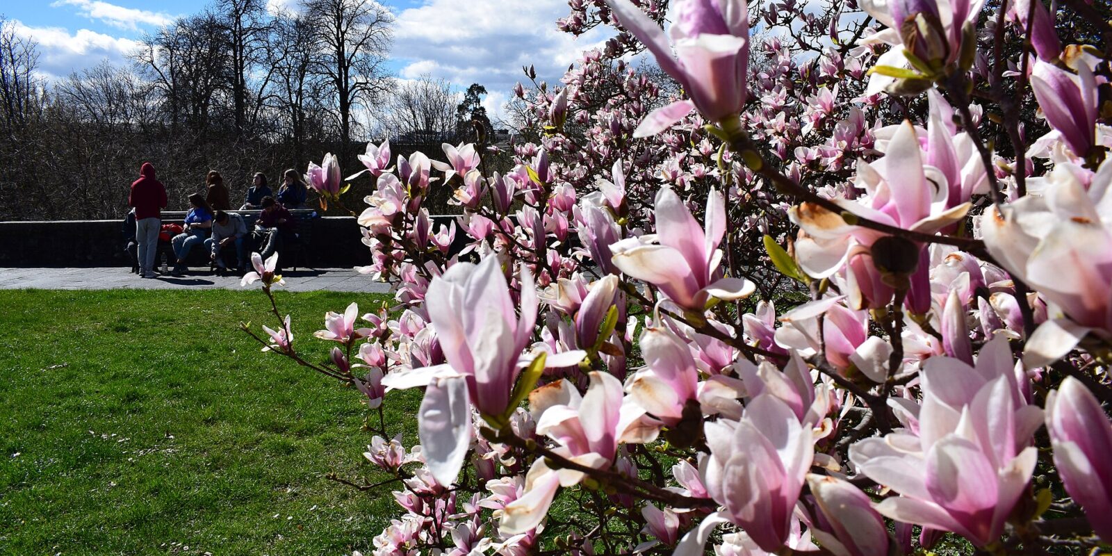 Pink and white magnolia blossom in a park on the Rue de la Croix-Rouge in Geneva, with people on a bench beyond