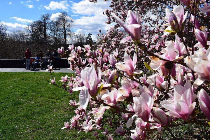Pink and white magnolia blossom in a park on the Rue de la Croix-Rouge in Geneva, with people on a bench beyond
