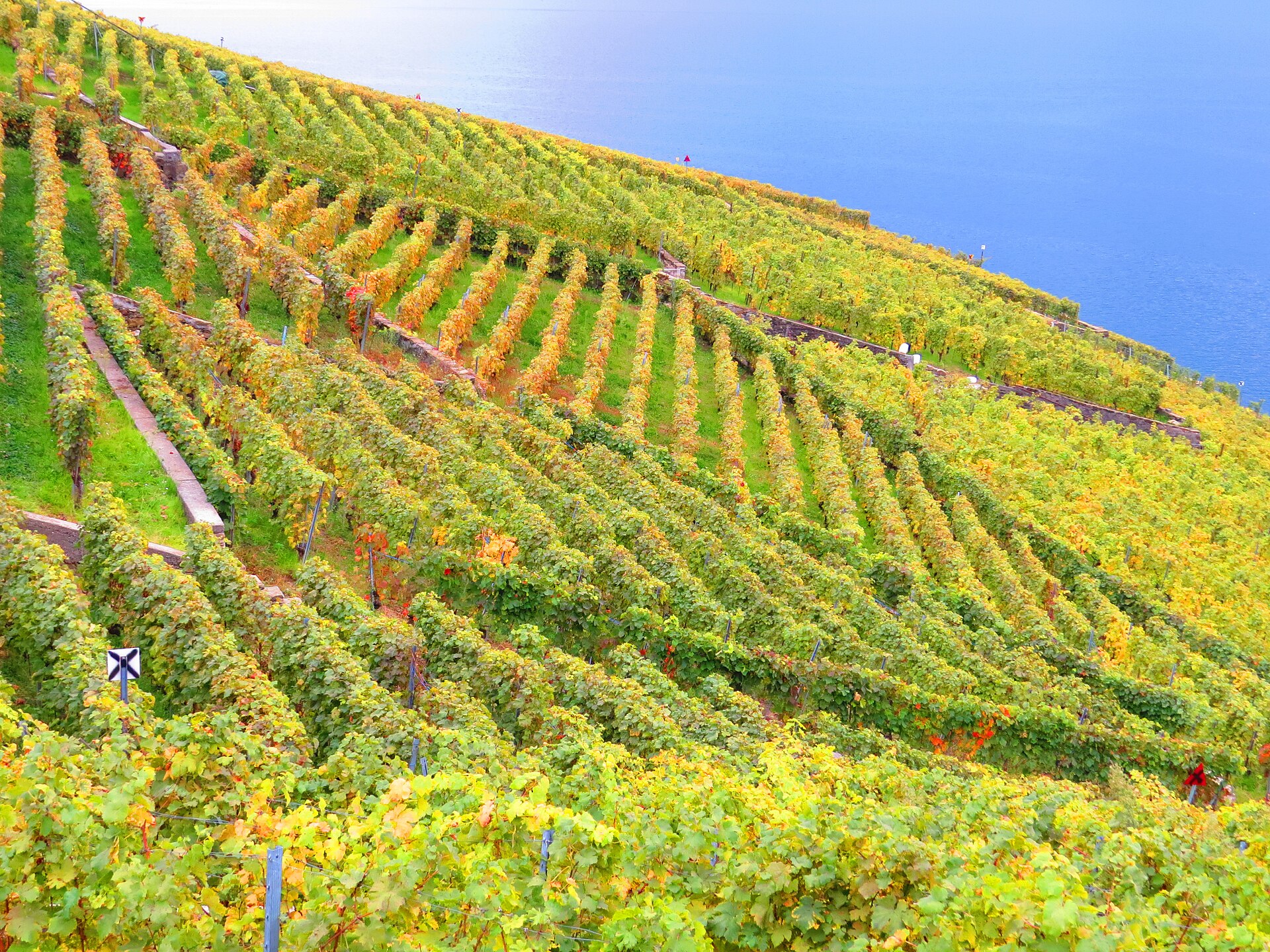 Terraced vineyards in Lavaux turning yellow and gold in autumn above the blue water of Lake Geneva