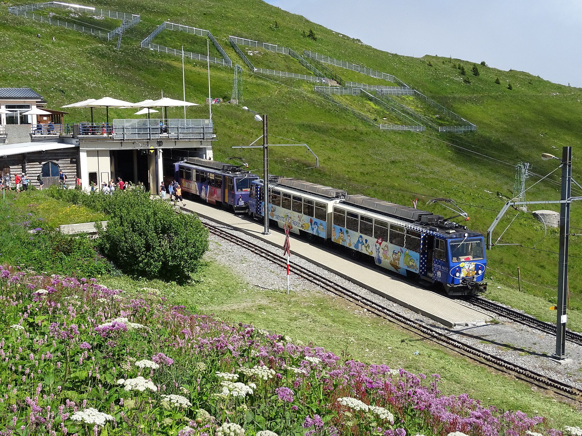 A blue decorated train waits at Rochers-de-Naye station beside flowering slopes and a terrace beneath the green hillside.