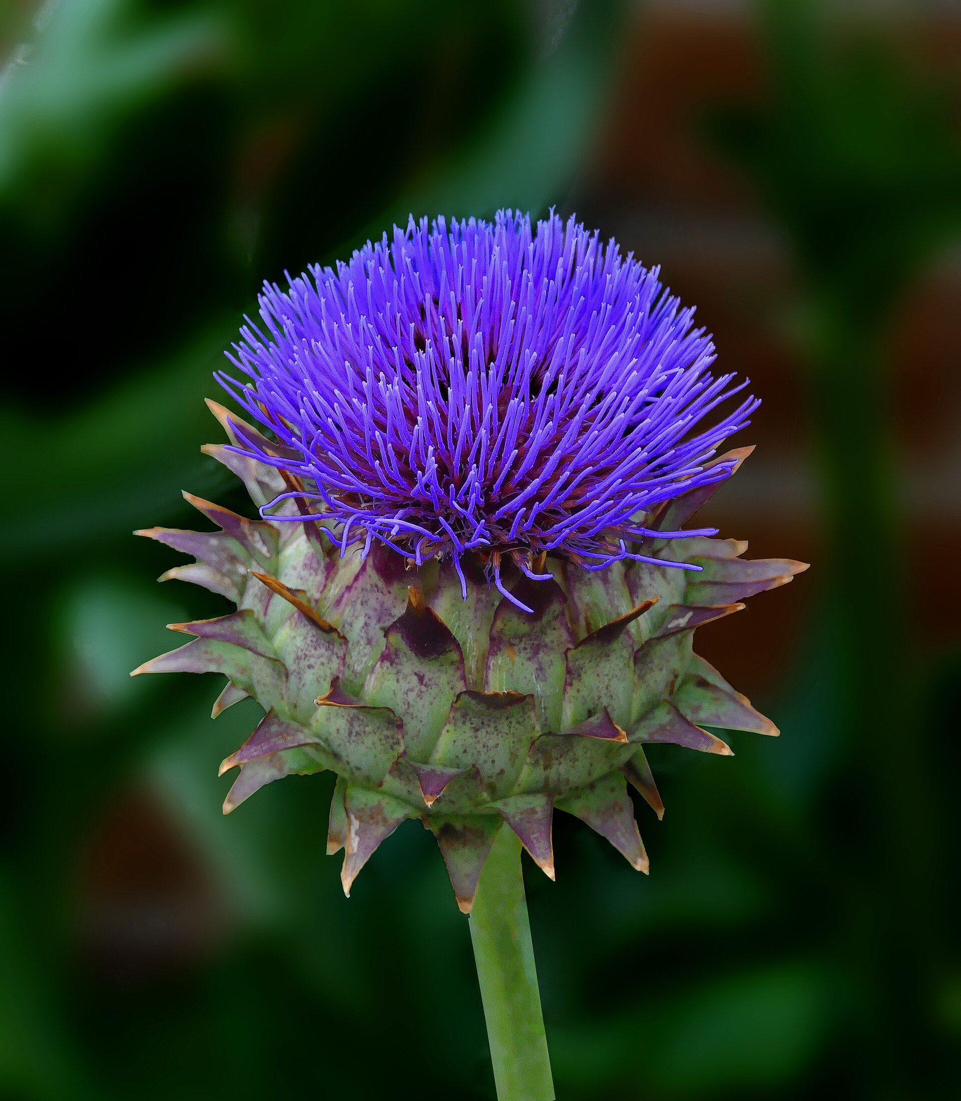 A flowering cardoon has a dense purple flower head above pointed green bracts, set against softly blurred foliage.