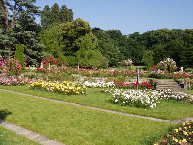 Terraced beds of red, pink, yellow and white roses in the rose garden of Parc La Grange in Geneva, with tall trees behind