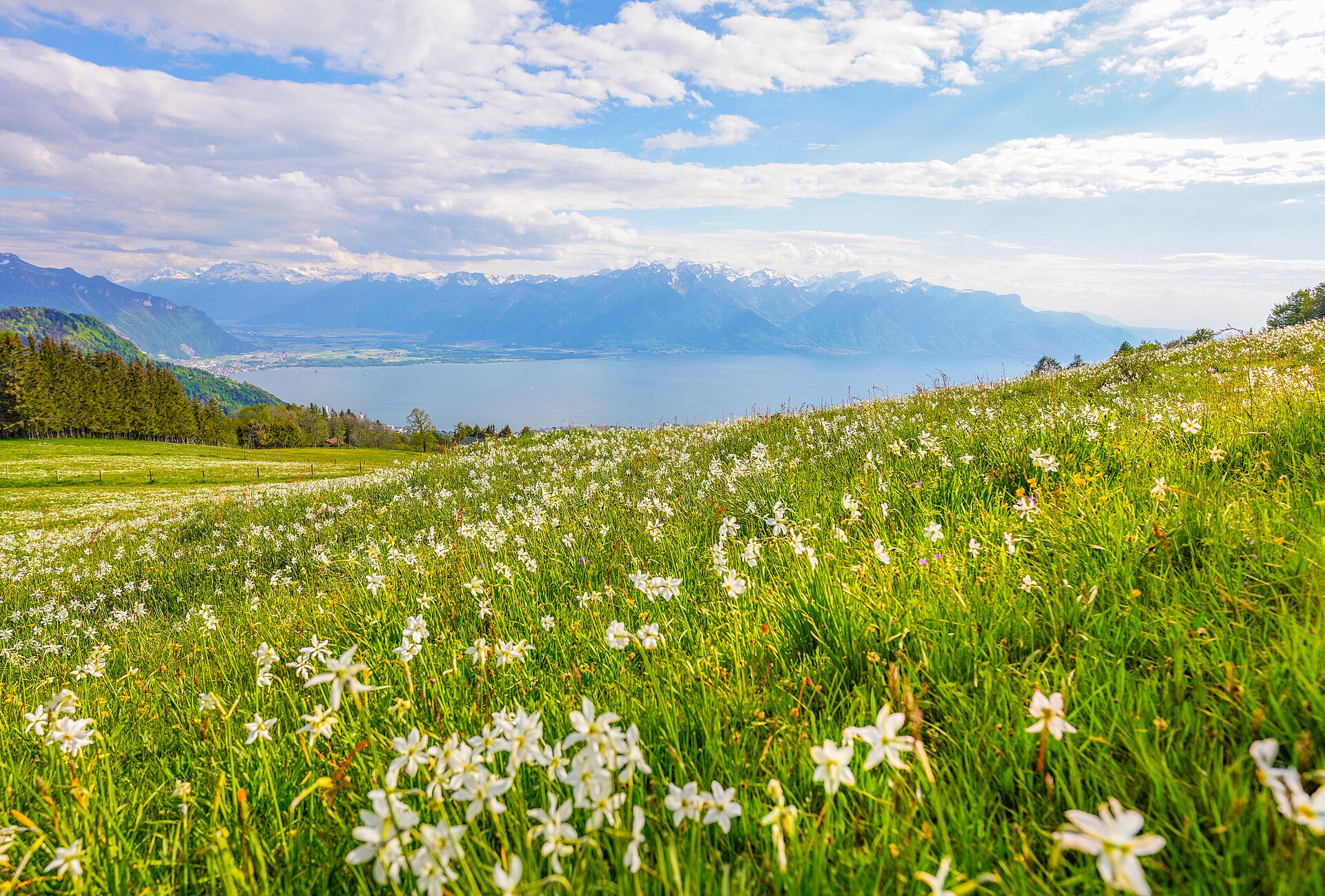 A meadow of white wild narcissi on a hillside above Lake Geneva, with the lake and the Alps in the distance