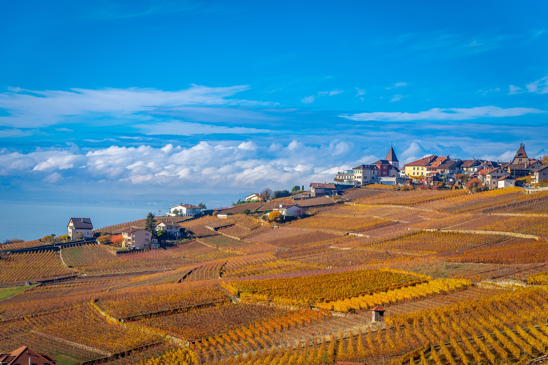The Lavaux vineyard terraces in golden autumn colours below a hilltop village, with the blue lake and a bank of cloud beyond