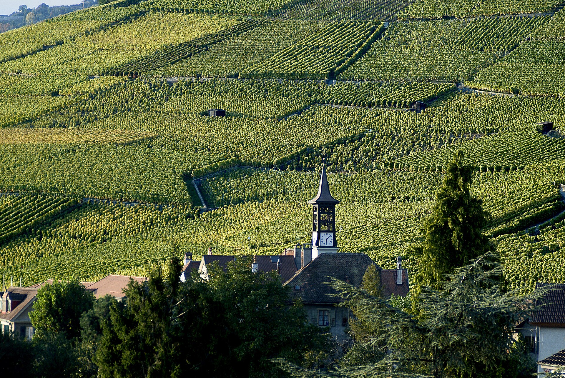 The village of Aran with its church tower below steep terraced vineyards in Lavaux