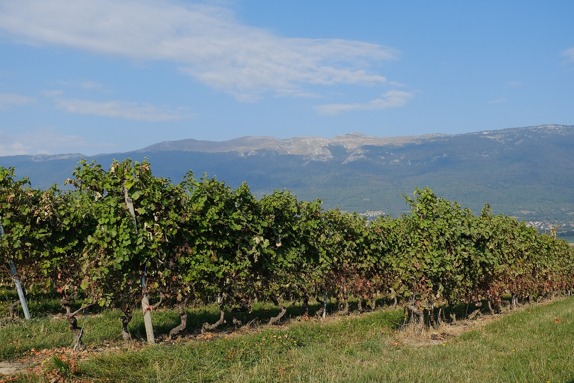 Rows of leafy vines at Choully in the Satigny vineyards, with the Jura mountains and the Crêt de la Neige under a blue sky