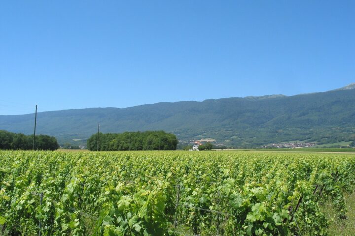 Green vines stretch across Dardagny in the canton of Geneva beneath a wooded Jura ridge and blue sky.