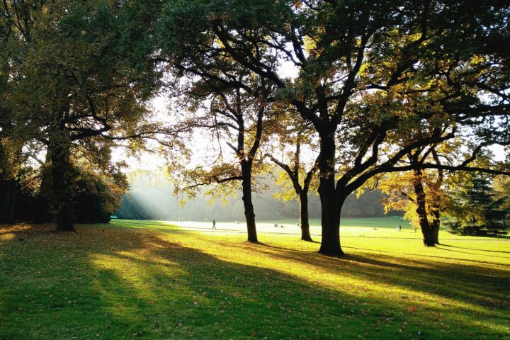 Low October sunlight streams through yellowing trees onto lawns and fallen leaves in Geneva's Parc La Grange, with visitors in the distance.