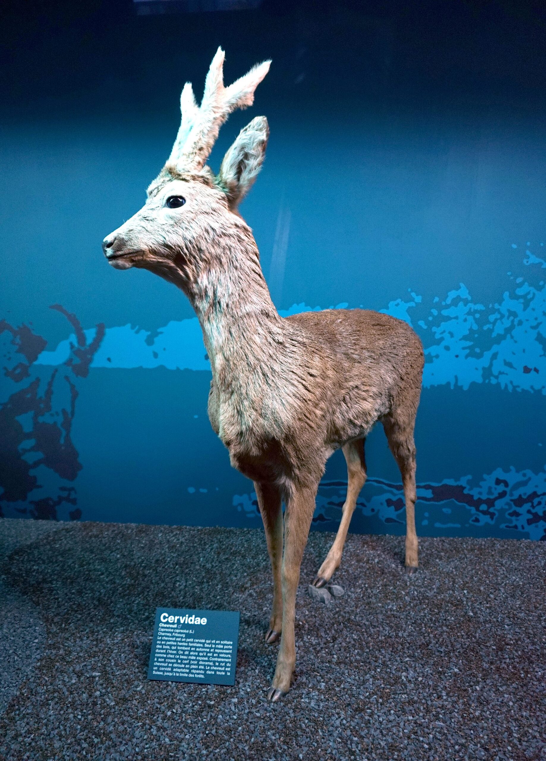 A mounted roe deer stands on a gravel base beside its identification label at Geneva Natural History Museum.