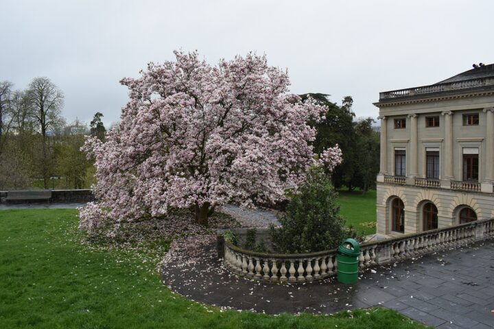 Pink magnolia blossoms fill the garden beside Geneva's Palais Eynard, with fallen petals scattered across the lawn and balustraded terrace.