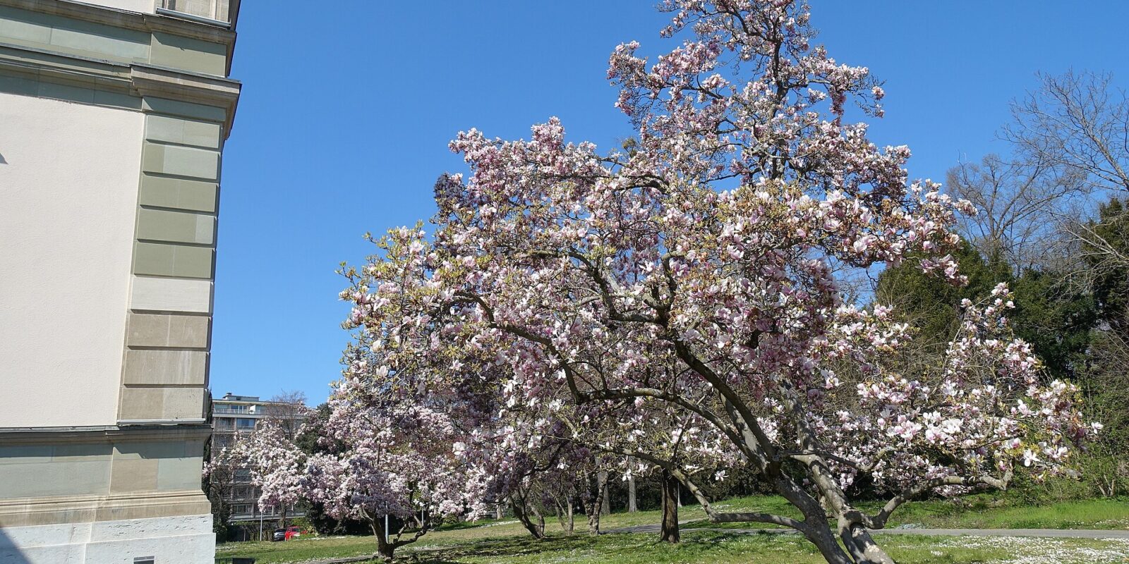 Pink and white magnolia blossoms brighten Geneva's Parc Moynier beside a pale villa and a path scattered with fallen petals.
