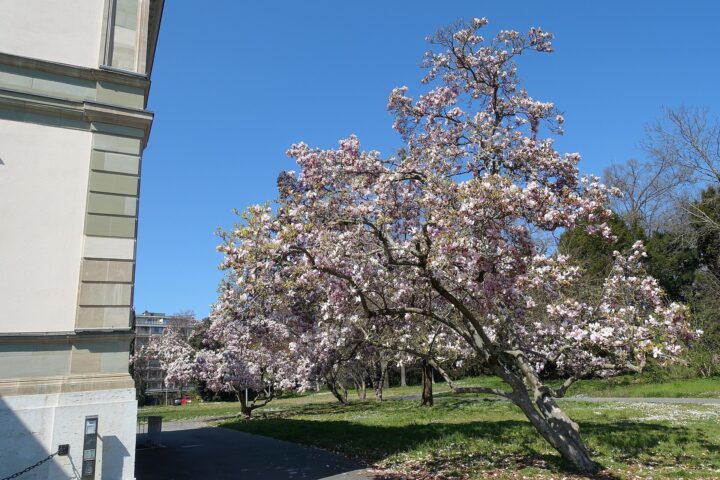 Pink and white magnolia blossoms brighten Geneva's Parc Moynier beside a pale villa and a path scattered with fallen petals.
