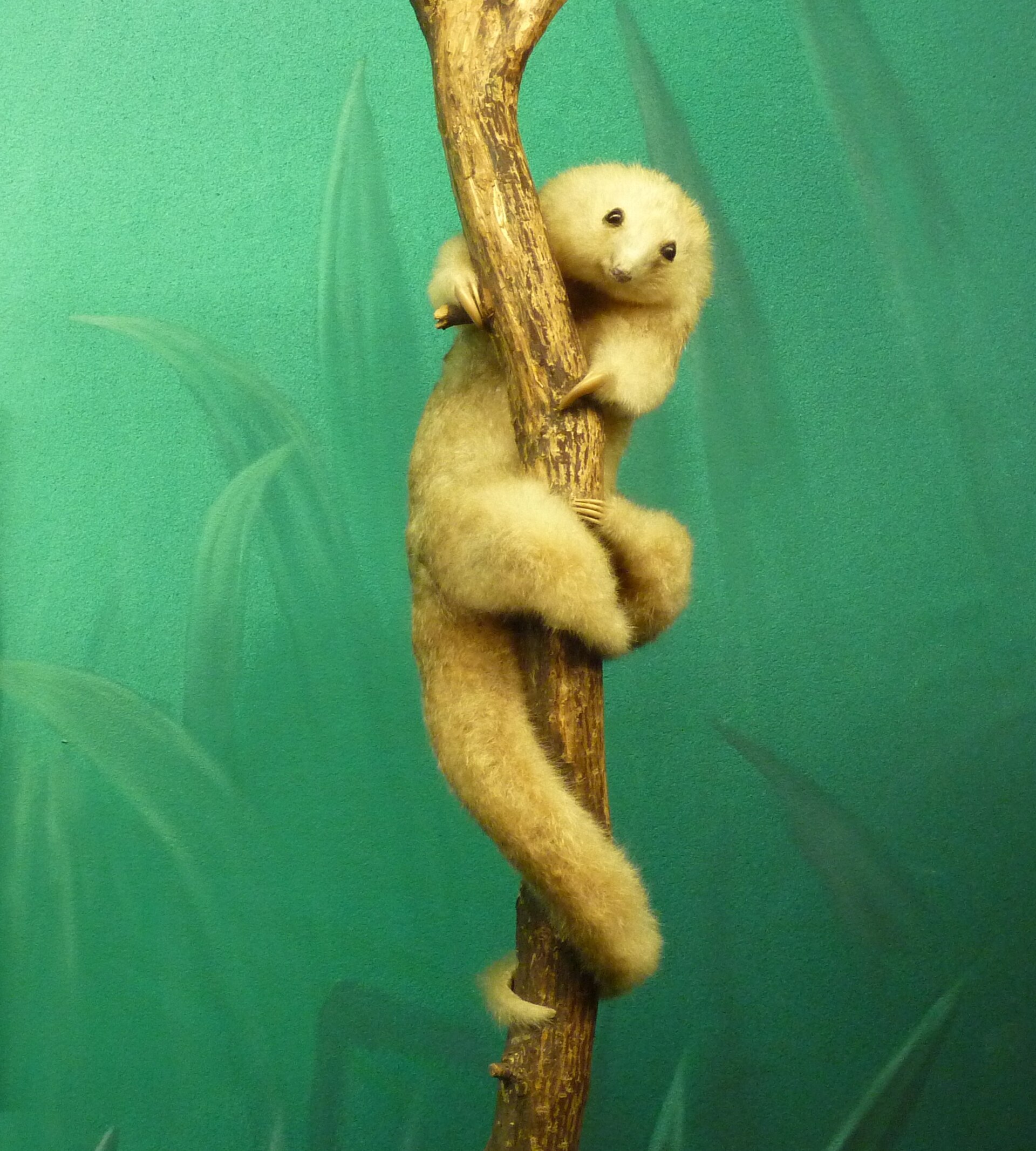 A preserved silky anteater grips a branch with curved claws and a long tail in Geneva's Natural History Museum mammal collection.