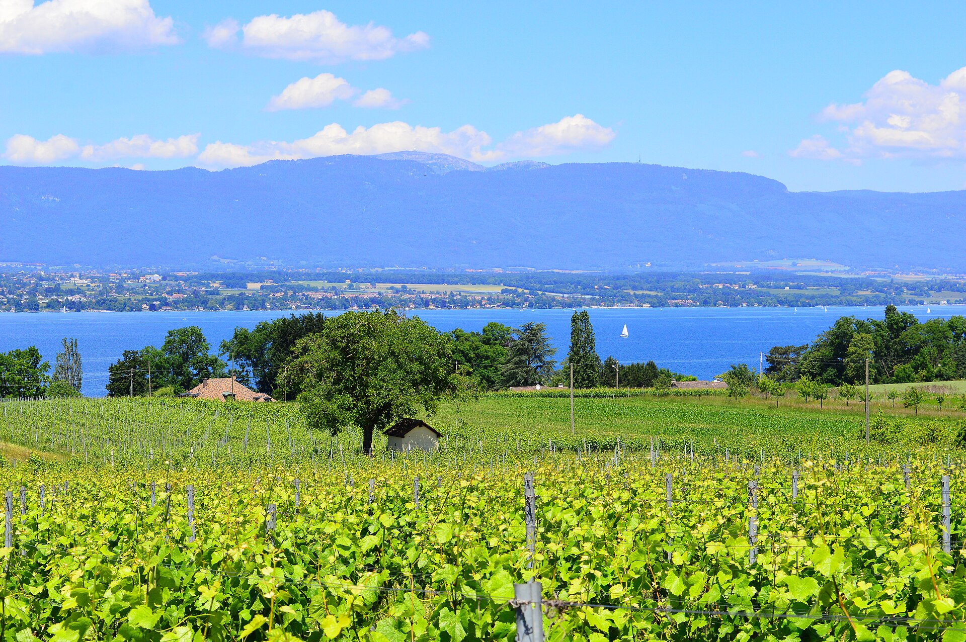 Rows of green vines in summer above Lake Geneva at Hermance, with a small hut, a sailboat on the water and the Jura mountains behind.