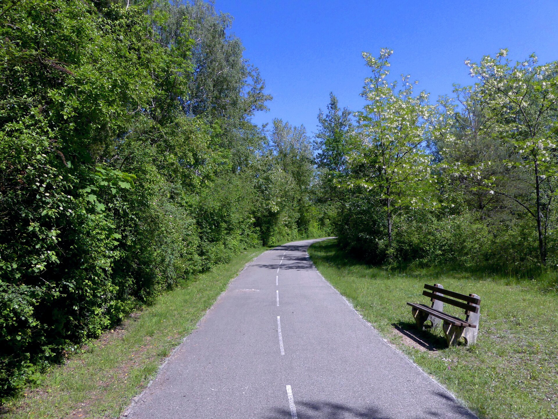 The ViaRhona cycle path south of Seyssel curves through leafy trees, with dashed white markings and a bench beside the route.